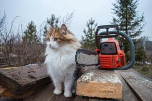 Basopile lies on the street on the boards. A three -color cat sits next to a chainsaw. High quality photo