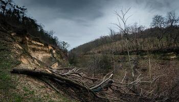 Dangerous Cliffside with a Fallen Tree in a Misty, Dark Forest photo