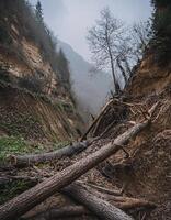 Dramatic Scene of a Fallen Tree Hanging Over a Deep Abyss photo