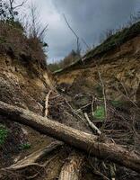 Wet and Gloomy Landscape with a Fallen Tree on a Cliffside photo