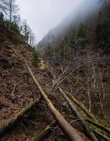 Stormy and Foggy Scene with a Tree Fallen Over a Precipice photo