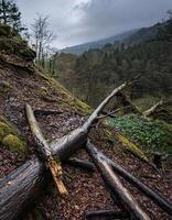 Haunting View of a Broken Tree Lying Across a Deep Chasm photo