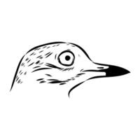 black and white sketch of a bird's head plover vector