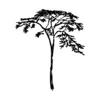black and white sketch of a shroud tree vector