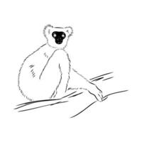 Madagascar semi-monkey sifaki black and white sketch vector