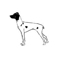 a dog of the Dunker breed sketch vector