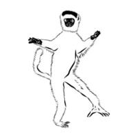 Dancing Madagascar half monkey sifaki sketch vector