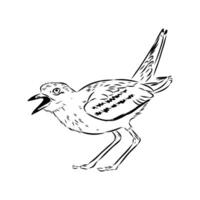 black and white sketch of a beautiful bird plover vector