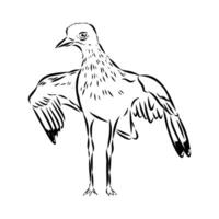sketch of a beautiful bird plover vector
