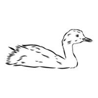duck grebe sketch vector