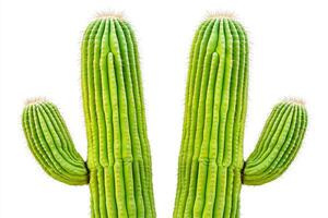 Isolated Green Cactus on White Background with Tall, Slim Form and Textured Surface Details photo