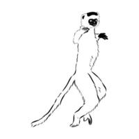 Dancing primate sifaki sketch vector