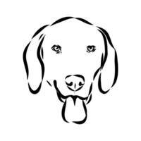 a foxhound dog sketch vector