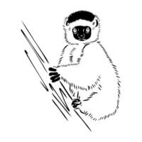 semi-monkeys of Madagascar sifaki sketch vector