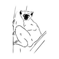 sitting primate sifaki sketch vector
