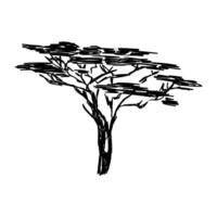 a drawing of an acacia tree on a white background vector