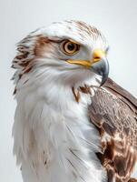 an eagle with a yellow beak and white feathers36 photo