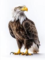 an eagle with a yellow beak and white feathers35 photo