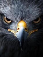 an eagle with a yellow beak and white feathers32 photo