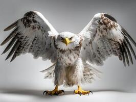 an eagle with a yellow beak and white feathers30 photo