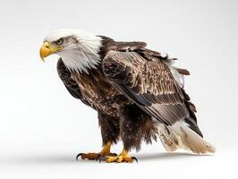 an eagle with a yellow beak and white feathers25 photo
