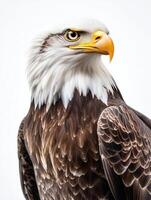 an eagle with a yellow beak and white feathers26 photo