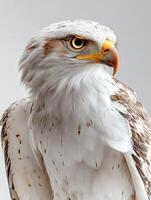 an eagle with a yellow beak and white feathers23 photo