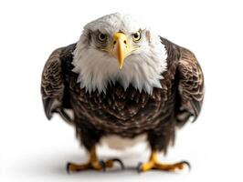 an eagle with a yellow beak and white feathers20 photo