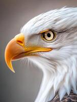 an eagle with a yellow beak and white feathers18 photo