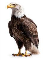an eagle with a yellow beak and white feathers16 photo