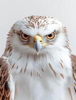 an eagle with a yellow beak and white feathers15 photo