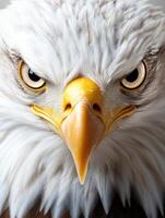 an eagle with a yellow beak and white feathers13 photo
