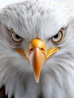 an eagle with a yellow beak and white feathers8 photo