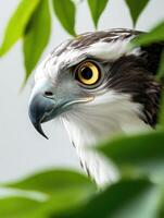 an eagle with a yellow beak and white feathers6 photo