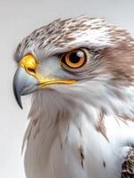 an eagle with a yellow beak and white feathers3 photo