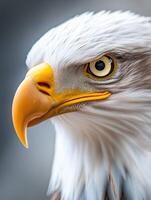 an eagle with a yellow beak and white feathers4 photo