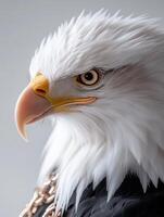 an eagle with a yellow beak and white feathers2 photo