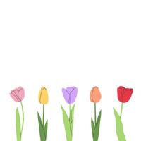 Minimalist illustration of colorful tulips on white background. Elegant floral design for prints, invitations, greeting cards, decorations, spring themes, nature projects, and botanical artwork. vector