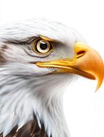 an eagle with a yellow beak and white feathers1 photo