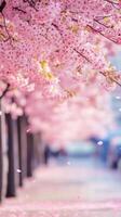 Cherry blossom trees in full bloom create serene atmosphere with soft pink petals falling gently. beautiful spring scene filled with tranquility and nature beauty photo