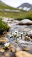 serene alpine stream flows gently over smooth stones, adorned with delicate white flowers. vibrant greenery and distant mountains create tranquil and picturesque landscape photo