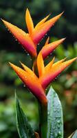 Exotic tropical flowers with dewdrops glistening in vibrant colors create stunning visual. bright orange and pink hues contrast beautifully with lush green background photo