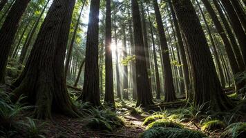 Sunlight shines through the trees in a forest photo