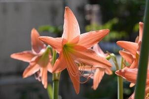 A group of beautiful soft orange Hippeastrum flower and green leaves. photo