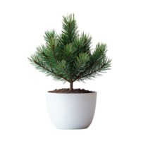 A symmetrical evergreen tree in a white ceramic pot, perfect for holiday decor or year-round greenery in a minimal space png