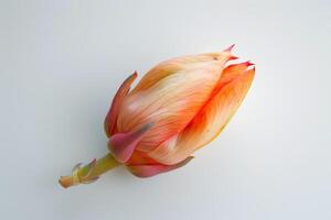 The flower bud, with shades of orange and pink, displays intricate petal patterns and a smooth texture, creating a striking focal point against the subtle backdrop photo