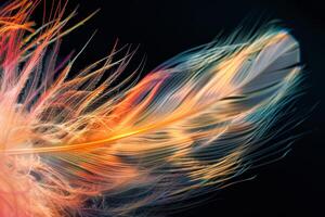 A close up of a colorful feather on a black background photo