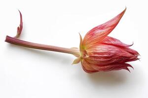 A vibrant red flower with unique curled petals rests on a clean white surface. Its slender green stem adds elegance to the overall composition, creating a striking visual contrast photo