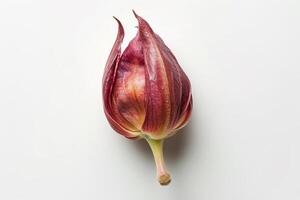 The tropical flower bud showcases rich red hues with a unique petal structure. Its smooth texture and gentle curves create a striking visual against the plain backdrop photo