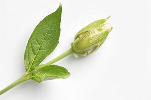 The image showcases a close-up of a budding flower, still tightly closed, surrounded by vibrant green leaves, all set against a simple white background photo